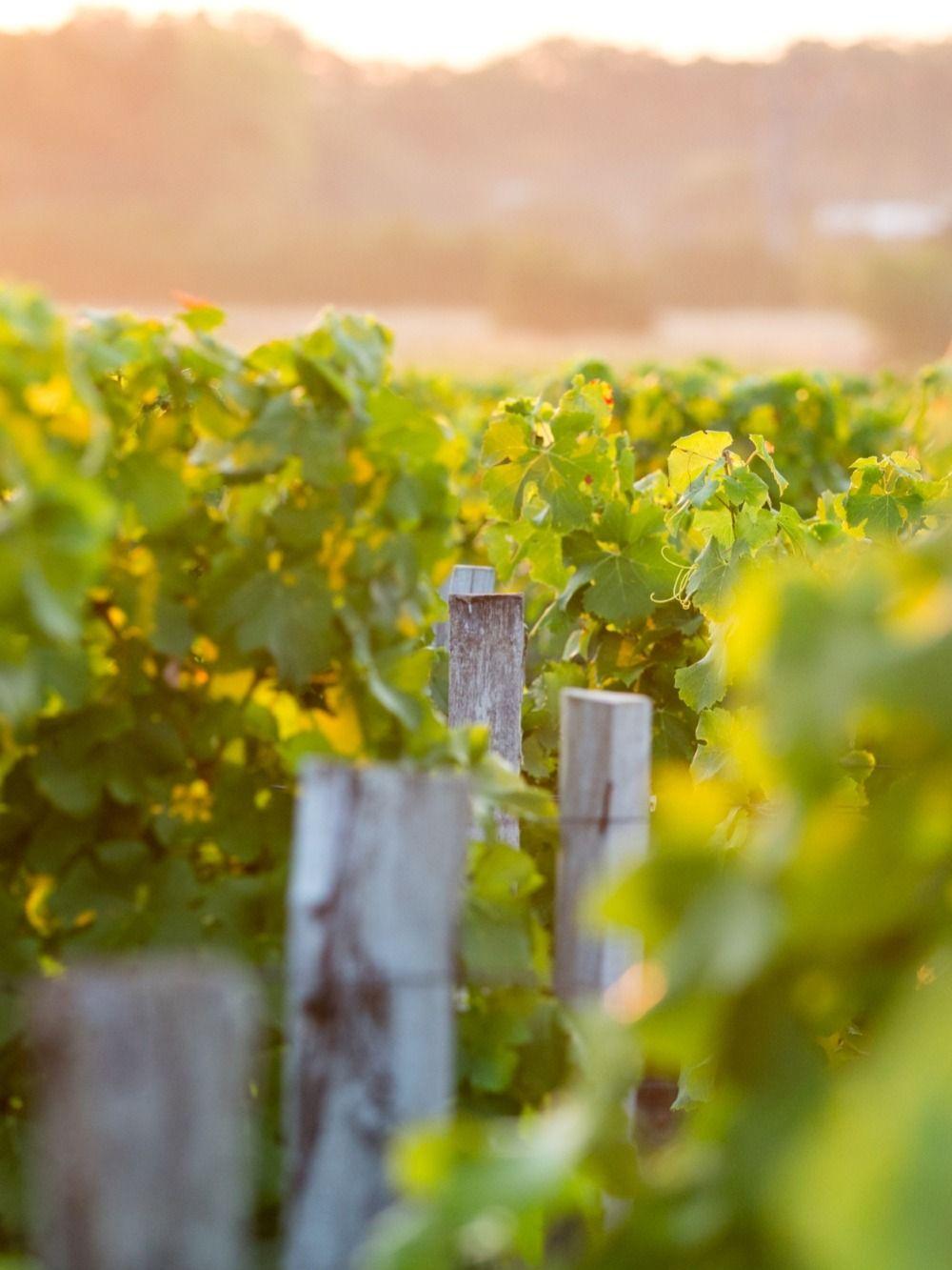 Château Latour-Martillac Wine Dinner